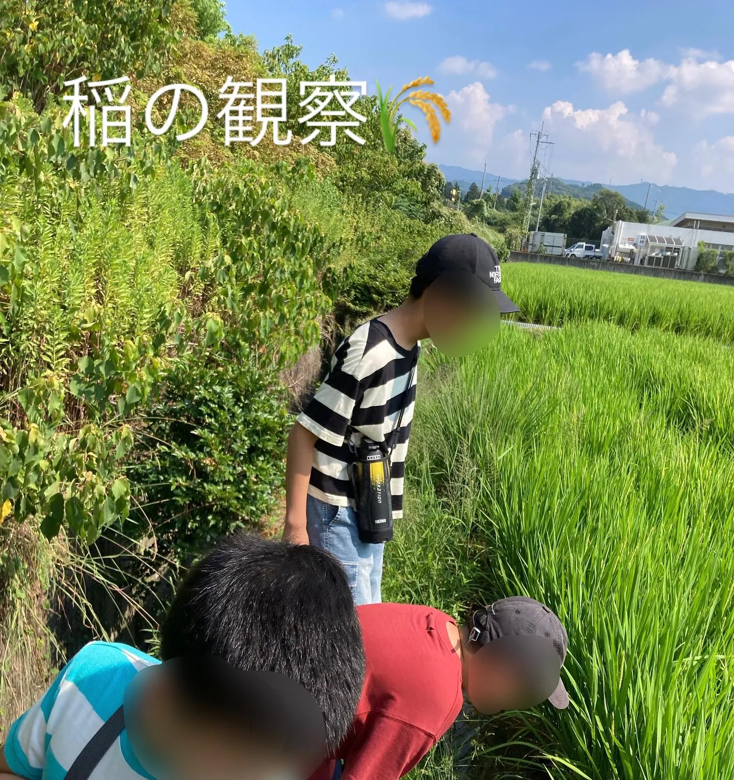 稲の観察🌾
