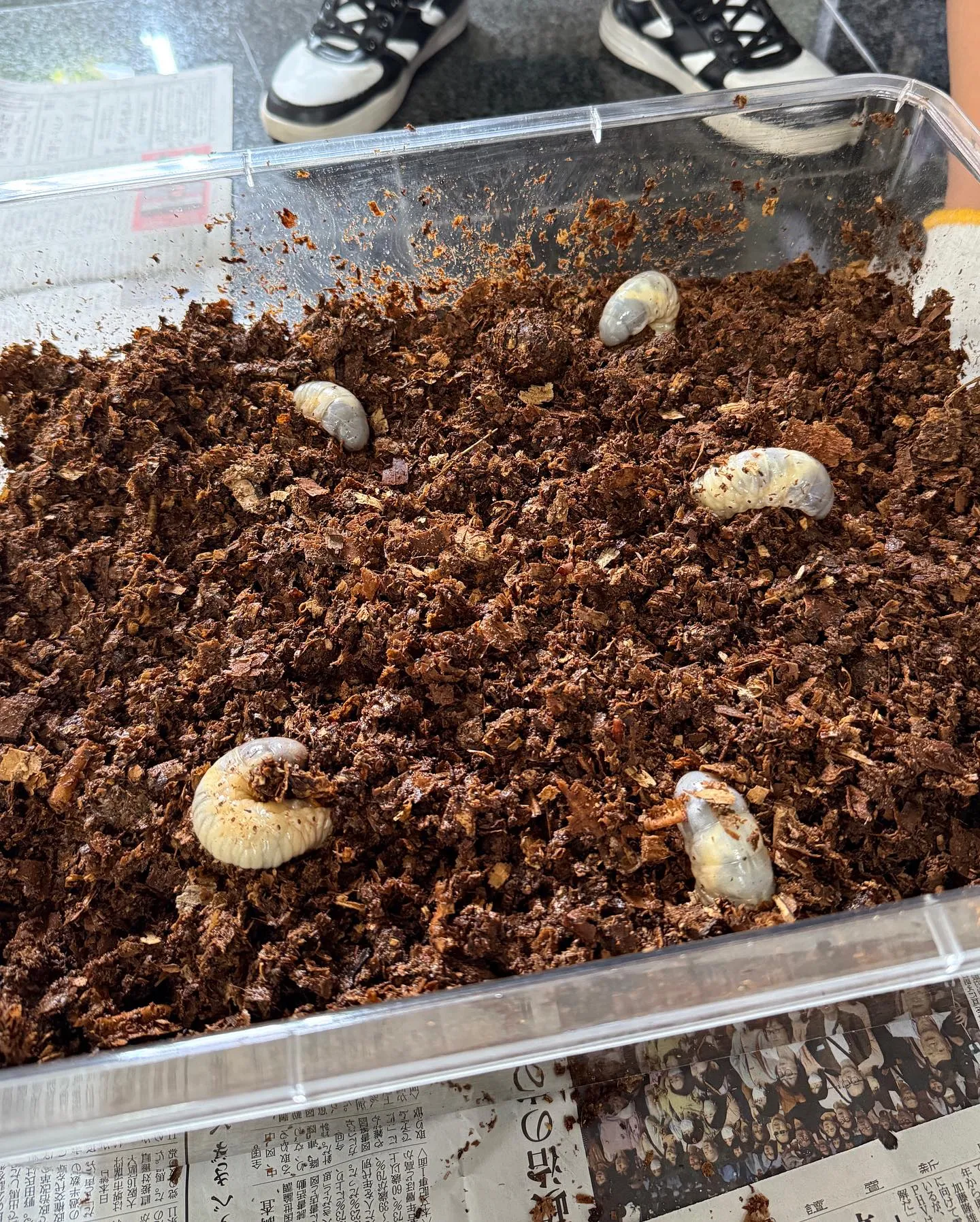 カブトムシ成長記🐛