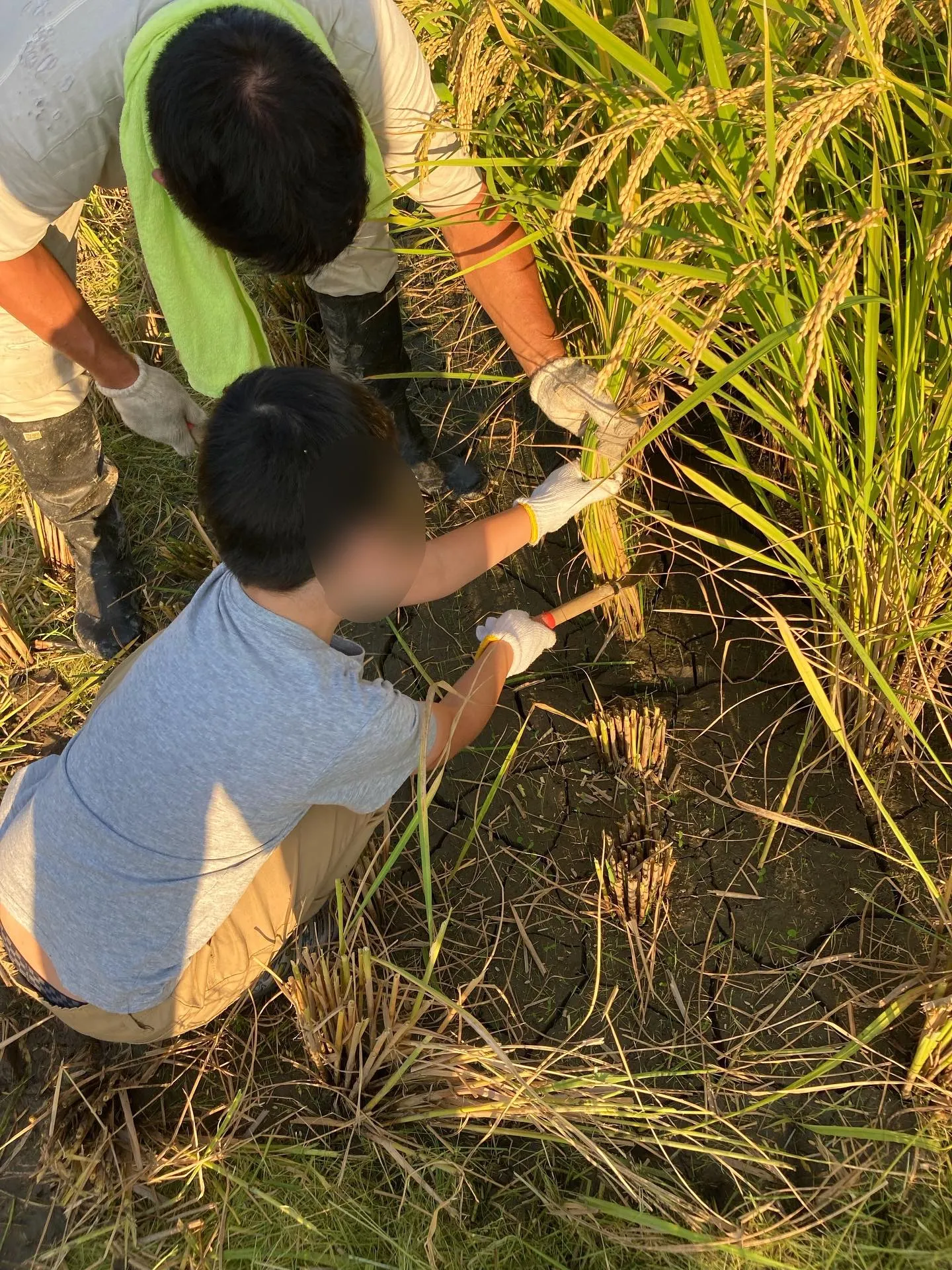 稲刈り体験🌾✨