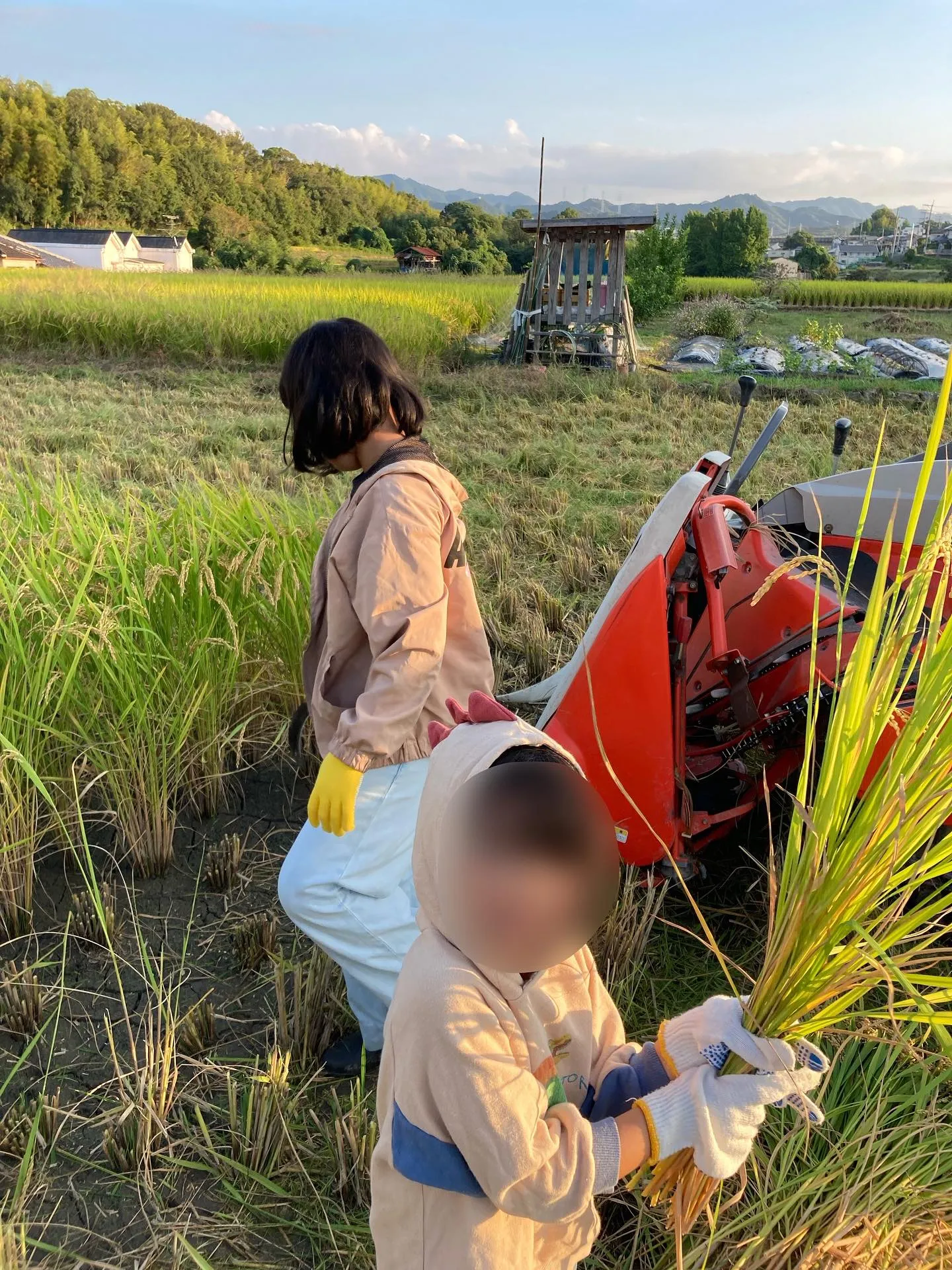 稲刈り体験🌾✨