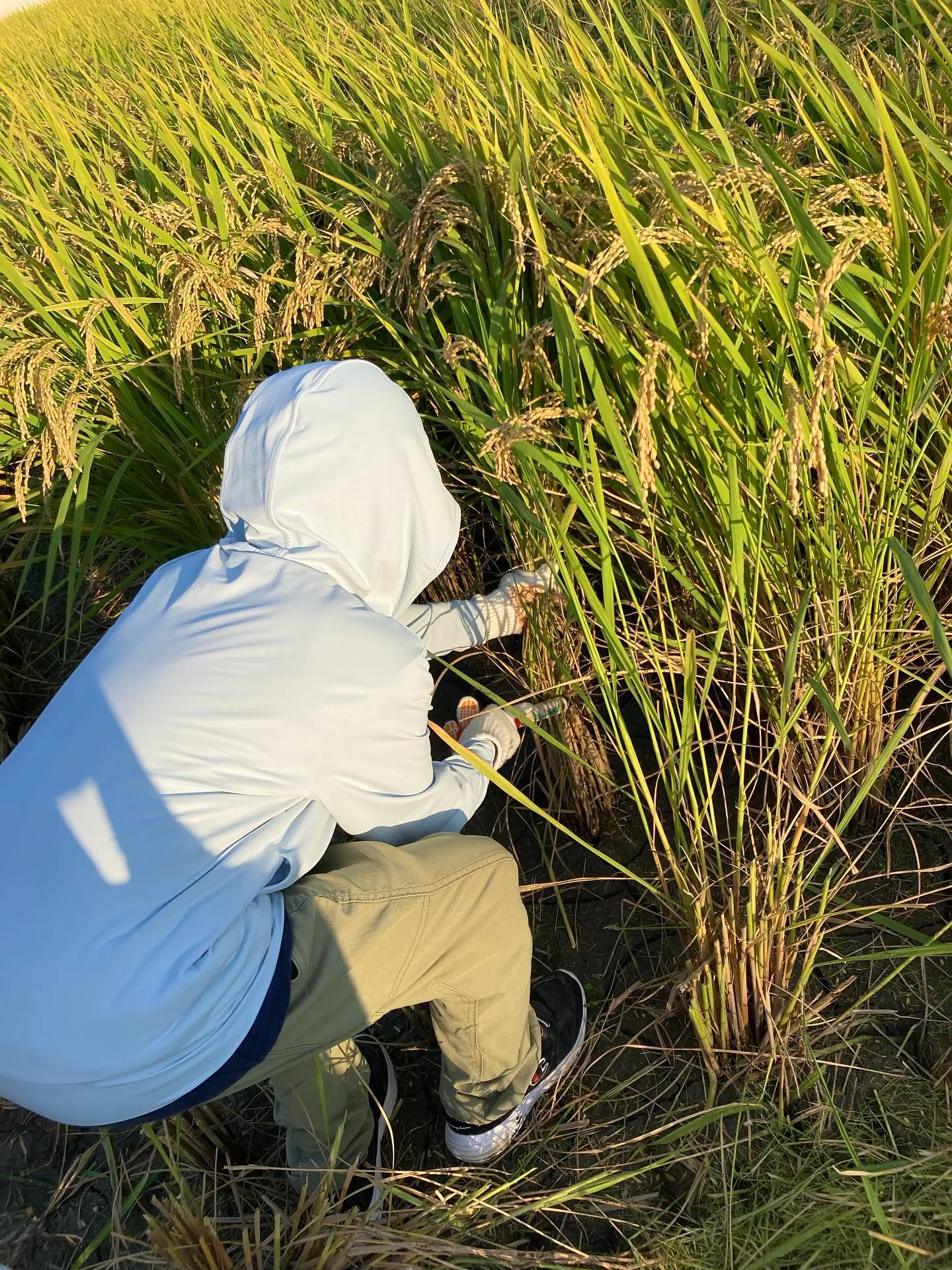 稲刈り体験🌾✨