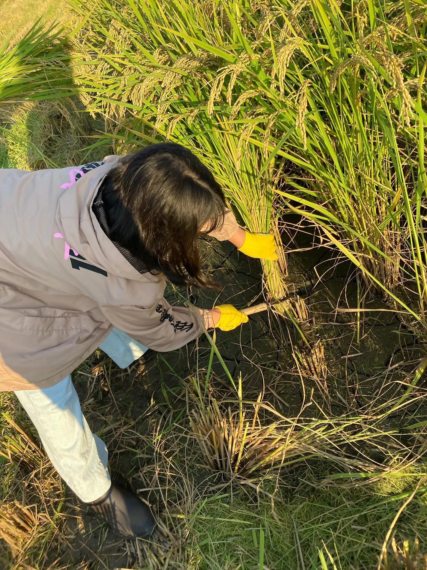 稲刈り体験🌾✨