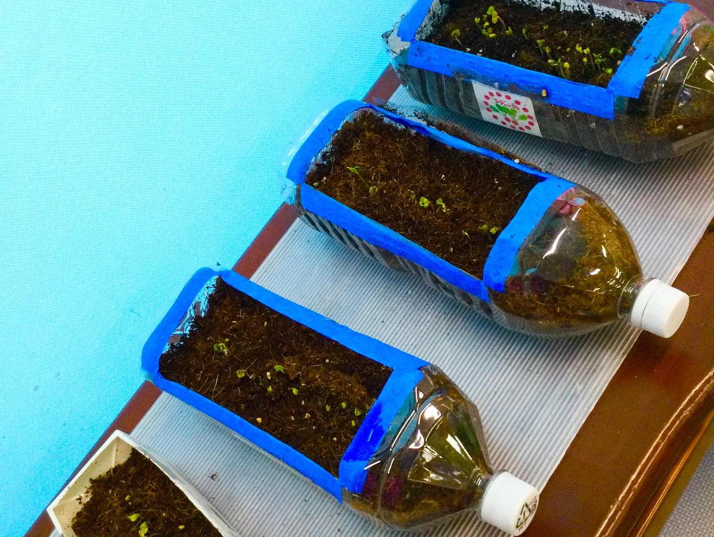 ラディッシュ栽培☺︎