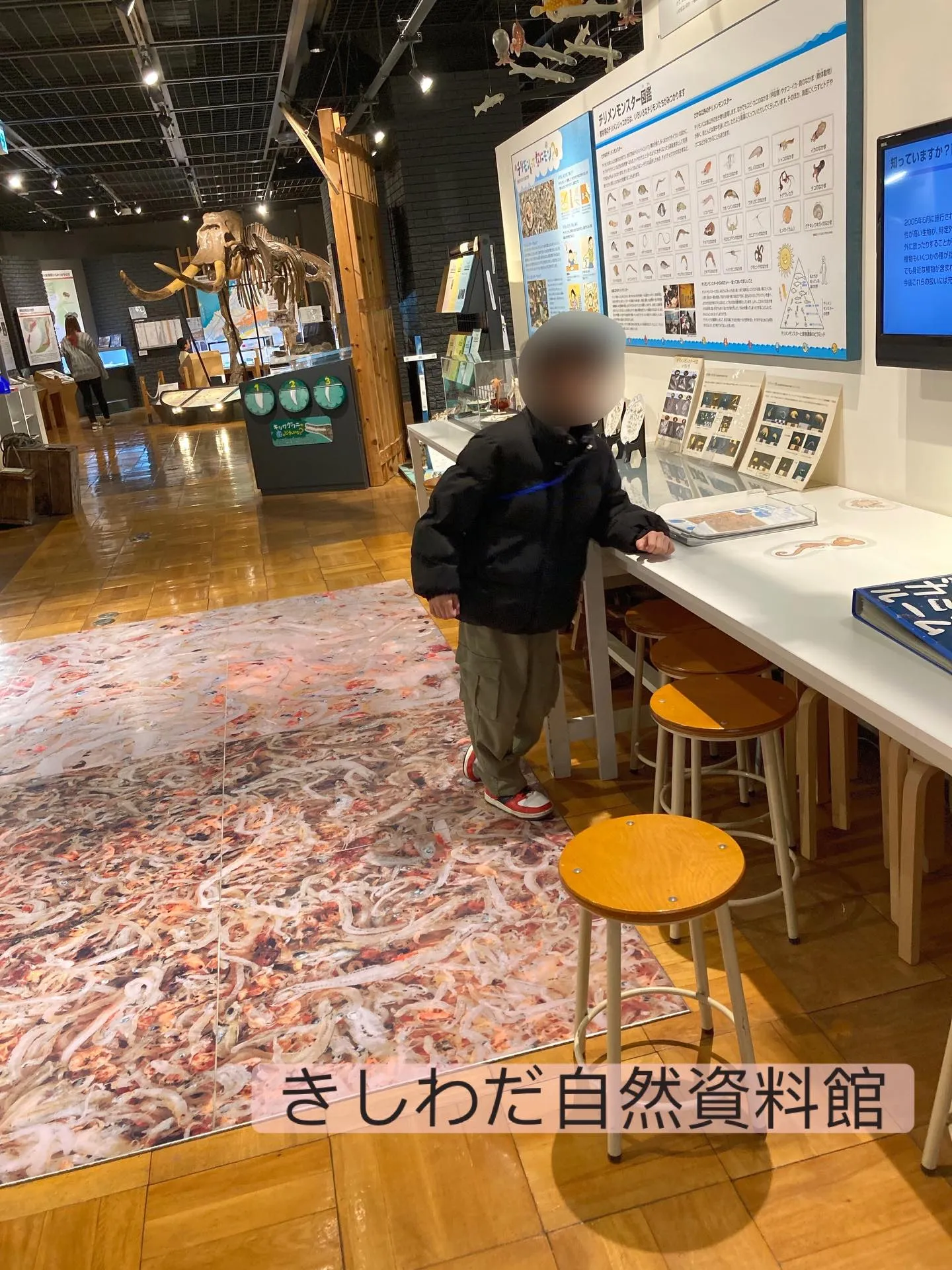 きしわだ自然資料館🌲✨