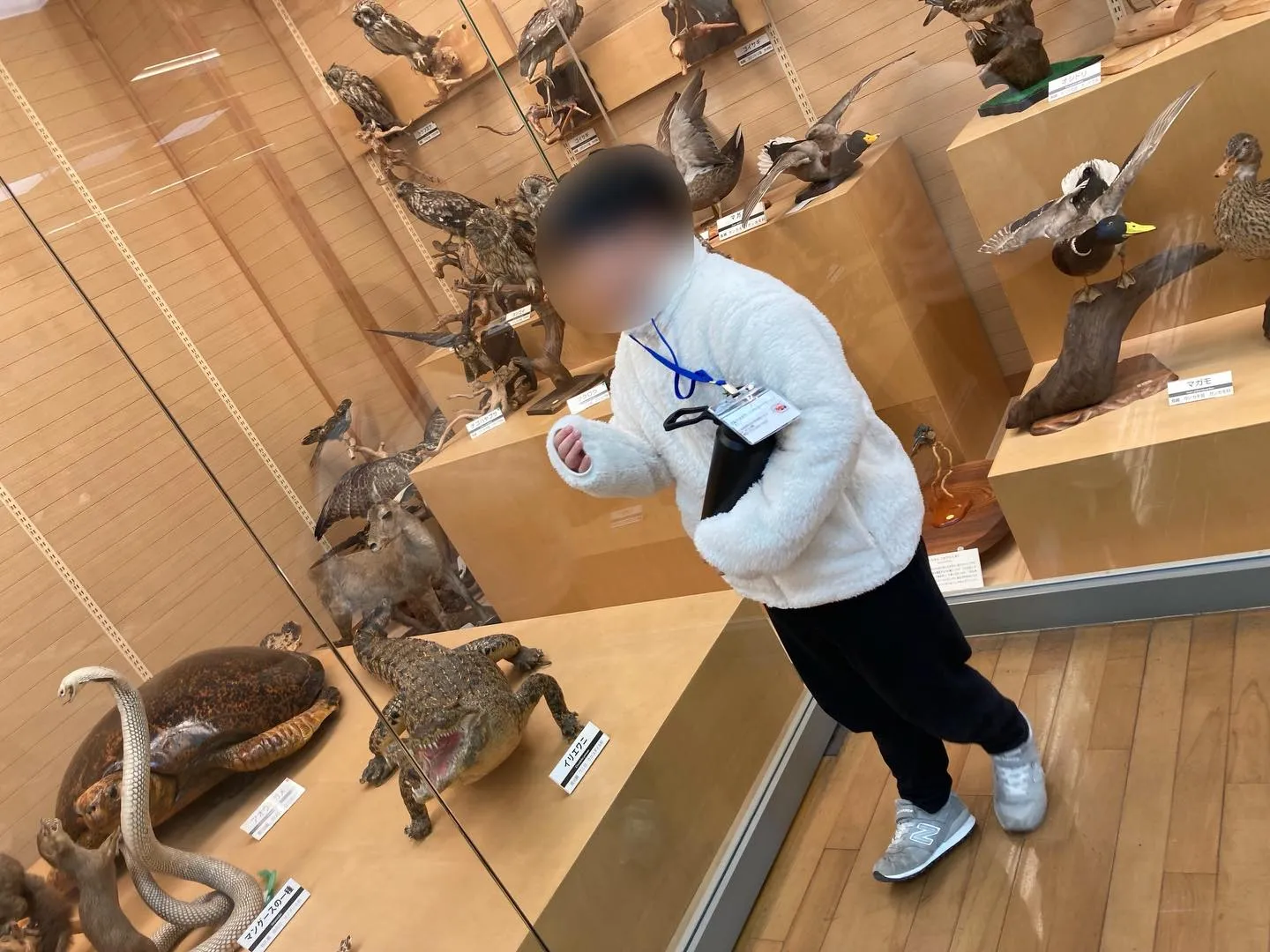 きしわだ自然資料館🌲✨