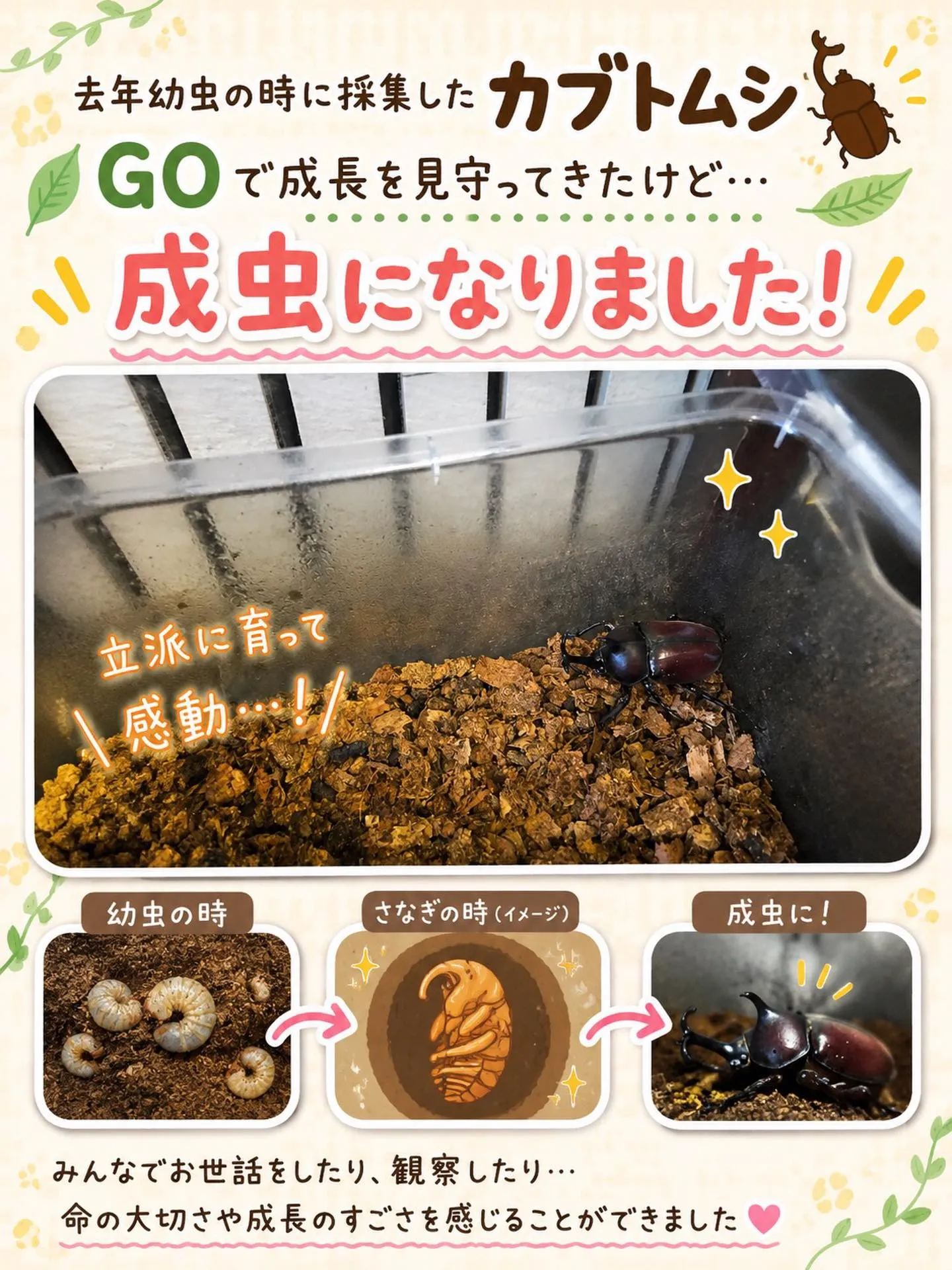 去年、幼虫の時に採集したカブトムシ。