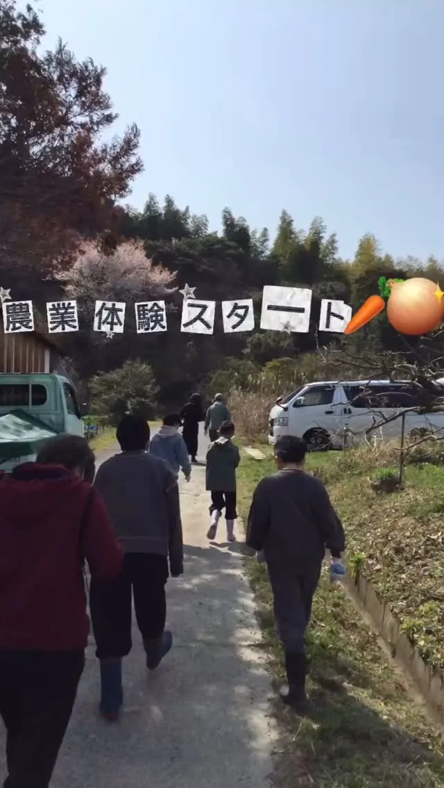 今回は玉ねぎ収穫を体験させていただきました